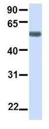 Anti-BTN2A1 antibody, N-term used in Western Blot (WB). GTX46400