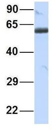 Anti-BTNL3 antibody, N-term used in Western Blot (WB). GTX46404