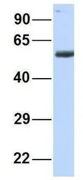 Anti-BTNL3 antibody, N-term used in Western Blot (WB). GTX46404