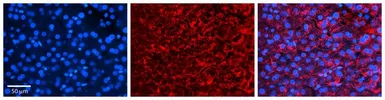 Anti-CCPG1 antibody, Internal used in IHC (Paraffin sections) (IHC-P). GTX46434