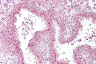 Anti-Giantin antibody, N-term used in IHC (Paraffin sections) (IHC-P). GTX46438