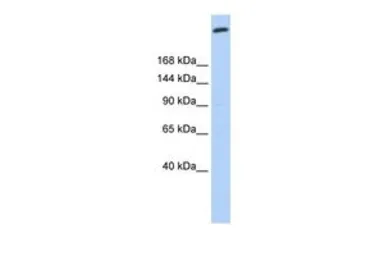 Anti-Giantin antibody, N-term used in Western Blot (WB). GTX46438