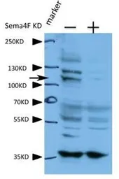 Anti-SEMA4F antibody, N-term used in Western Blot (WB). GTX46442