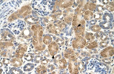 Anti-GPAA1 antibody, C-term used in IHC (Paraffin sections) (IHC-P). GTX46455