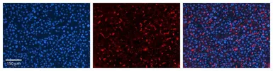Anti-GPAA1 antibody, C-term used in IHC (Paraffin sections) (IHC-P). GTX46455