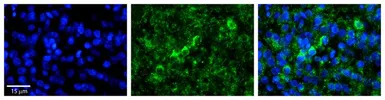 Anti-WBP11 antibody, N-term used in IHC (Paraffin sections) (IHC-P). GTX46466