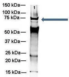 Anti-WBP11 antibody, N-term used in Immunoprecipitation (IP). GTX46466