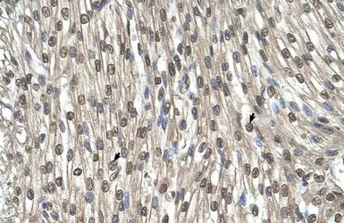 Anti-SHMT2 antibody, N-term used in IHC (Paraffin sections) (IHC-P). GTX46482
