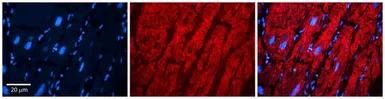 Anti-EPRS antibody, Internal used in IHC (Paraffin sections) (IHC-P). GTX46487