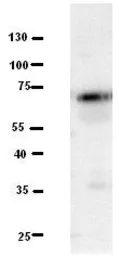 Anti-C21ORF13 antibody, N-term used in Western Blot (WB). GTX46507