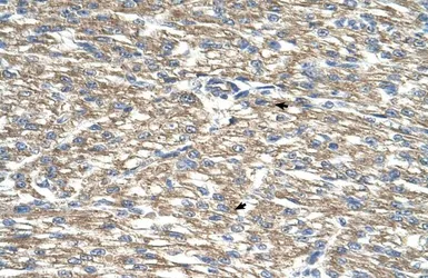 Anti-TCP10L antibody, Internal used in IHC (Paraffin sections) (IHC-P). GTX46509