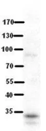 Anti-RRP1B antibody, Internal used in Western Blot (WB). GTX46522