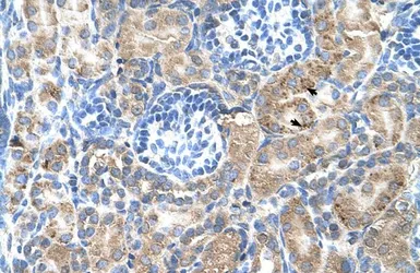 Anti-SGPP2 antibody, C-term used in IHC (Paraffin sections) (IHC-P). GTX46532
