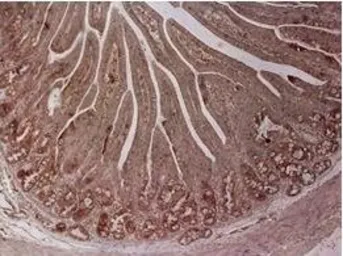 Anti-CPS1 antibody, Internal used in IHC (Paraffin sections) (IHC-P). GTX46535
