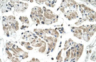 Anti-CHST1 antibody, N-term used in IHC (Paraffin sections) (IHC-P). GTX46546