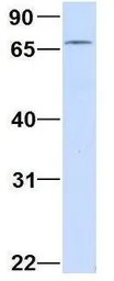 Anti-PCDHGC3 antibody, C-term used in Western Blot (WB). GTX46562