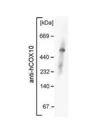 Anti-COX10 antibody, Internal used in Western Blot (WB). GTX46576