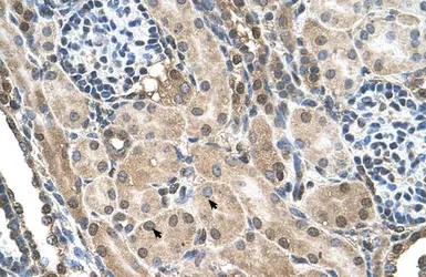 Anti-FLJ22167 antibody, N-term used in IHC (Paraffin sections) (IHC-P). GTX46584