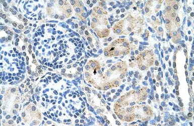 Anti-SPPL2B antibody, N-term used in IHC (Paraffin sections) (IHC-P). GTX46586
