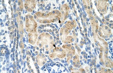 Anti-NRCAM antibody, N-term used in IHC (Paraffin sections) (IHC-P). GTX46617