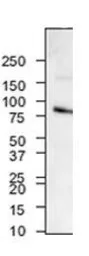 Anti-RHOT1 antibody, N-term used in Western Blot (WB). GTX46625