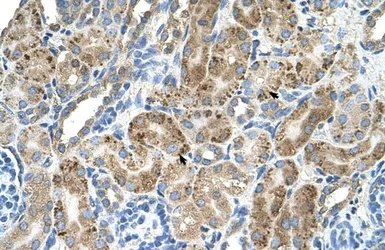 Anti-VMA21 antibody, N-term used in IHC (Paraffin sections) (IHC-P). GTX46647