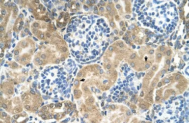 Anti-TM9SF1 antibody, N-term used in IHC (Paraffin sections) (IHC-P). GTX46659