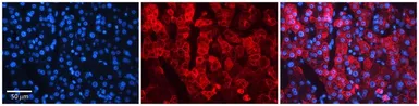 Anti-NIPA2 antibody, Internal used in IHC (Paraffin sections) (IHC-P). GTX46683