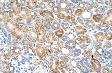 Anti-ALG11 antibody, C-term used in IHC (Paraffin sections) (IHC-P). GTX46717