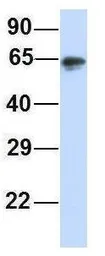 Anti-MCTP1 antibody, Internal used in Western Blot (WB). GTX46725
