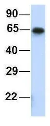 Anti-MCTP1 antibody, Internal used in Western Blot (WB). GTX46725