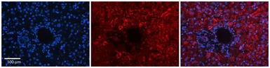 Anti-DNAJB12 antibody, Internal used in IHC (Paraffin sections) (IHC-P). GTX46726