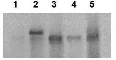 Anti-MTUS1 antibody, Internal used in Western Blot (WB). GTX46731