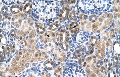 Anti-SLC46A3 antibody, N-term used in IHC (Paraffin sections) (IHC-P). GTX46756