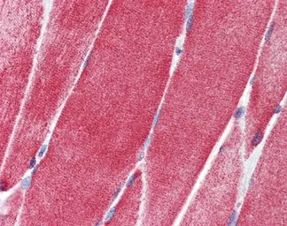 Anti-SLC36A2 antibody, N-term used in IHC (Paraffin sections) (IHC-P). GTX46757