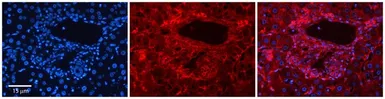 Anti-SLC26A1 antibody, Internal used in IHC (Paraffin sections) (IHC-P). GTX46795