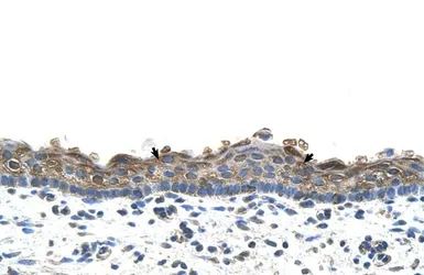 Anti-SLC26A1 antibody, C-term used in IHC (Paraffin sections) (IHC-P). GTX46796