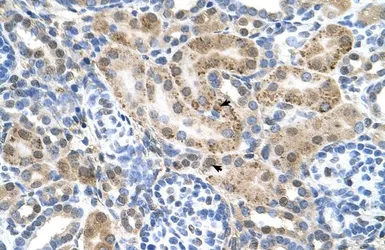 Anti-SLC22A3 antibody, N-term used in IHC (Paraffin sections) (IHC-P). GTX46797
