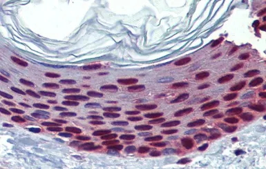 Anti-SLC35A5 antibody, N-term used in IHC (Paraffin sections) (IHC-P). GTX46810