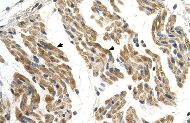 Anti-SLC35F2 antibody, N-term used in IHC (Paraffin sections) (IHC-P). GTX46812