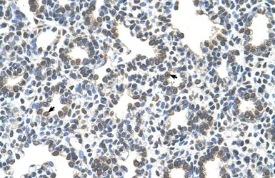 Anti-SLC43A3 antibody, N-term used in IHC (Paraffin sections) (IHC-P). GTX46816