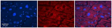 Anti-SLC33A1 antibody, Internal used in IHC (Paraffin sections) (IHC-P). GTX46828