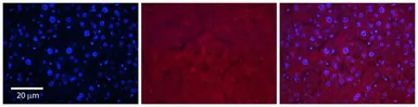 Anti-SLC37A4 antibody, Internal used in IHC (Paraffin sections) (IHC-P). GTX46845