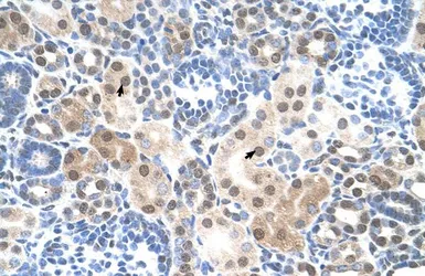 Anti-SLC25A45 antibody, C-term used in IHC (Paraffin sections) (IHC-P). GTX46850