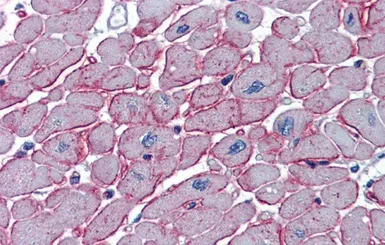 Anti-DCST1 antibody, C-term used in IHC (Paraffin sections) (IHC-P). GTX46888