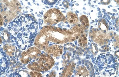 Anti-LONRF1 antibody, N-term used in IHC (Paraffin sections) (IHC-P). GTX46891
