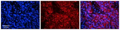 Anti-HERC5 antibody, Internal used in IHC (Paraffin sections) (IHC-P). GTX46920