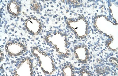 Anti-UBE2J1 antibody, N-term used in IHC (Paraffin sections) (IHC-P). GTX46922