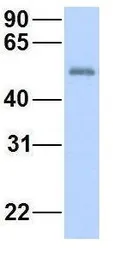 Anti-FBXO3 antibody, N-term used in Western Blot (WB). GTX46928