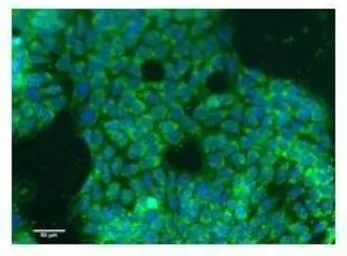 Anti-Symplekin antibody, N-term used in Immunocytochemistry/ Immunofluorescence (ICC/IF). GTX46952